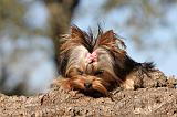 YORKSHIRE TERRIER 220